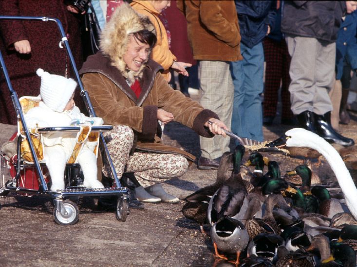 Feeding swan